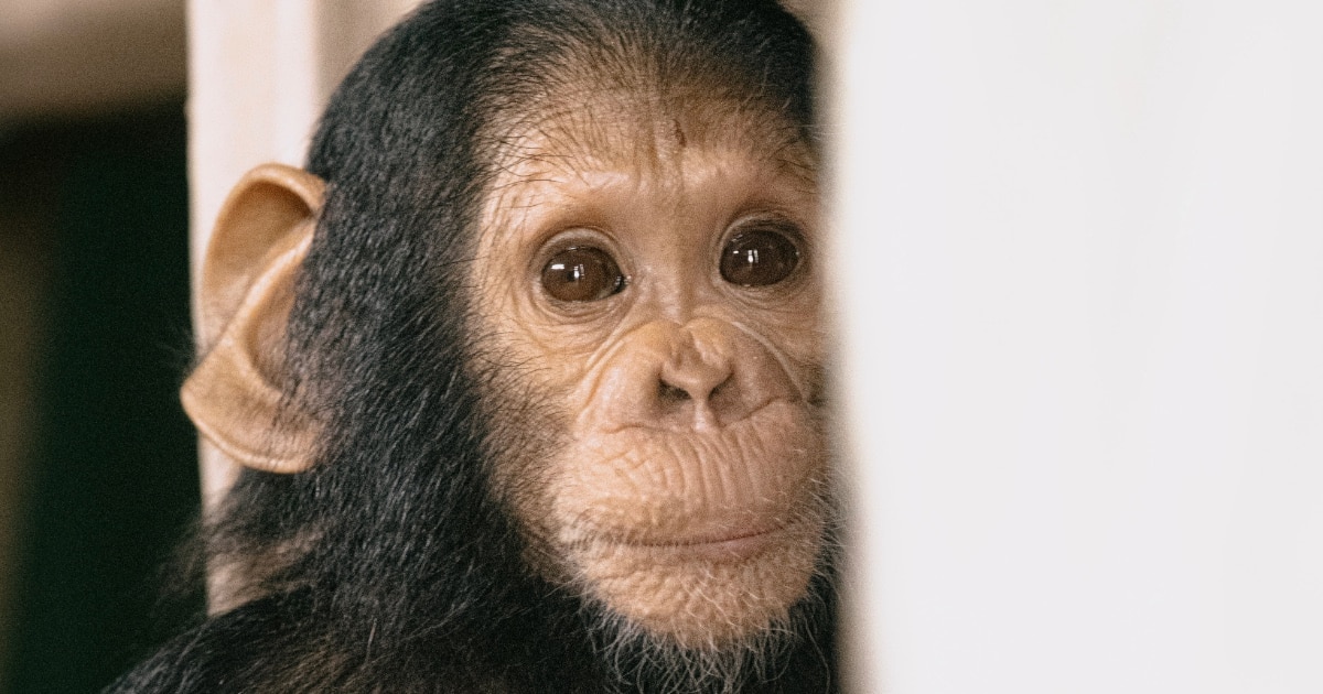 A rescued tiny Chimpanzee in the Edea sanctuary in Cameroon by Florian Huguenin